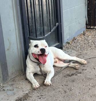 petey -  American Bully Dog for Adoption - Petey | PetCurious