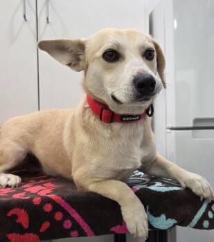 Ramen -  Corgi Dog for Adoption in Brookings, Oregon - Ramen | PetCurious