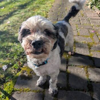 Tuckin -  Shih Poo Dog for Adoption in New York, New York - Tuckin | PetCurious