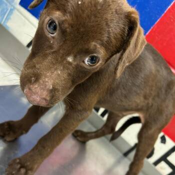 Monkey -  Labrador Retriever Dog for Adoption in Lufkin, Texas - Monkey | PetCurious