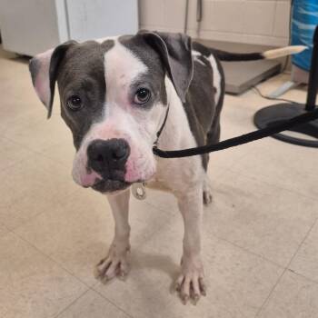 Mixed Breed Dogs Available for Adoption in Lake Panasoffkee, Florida - SCFL-Stray-66233_2 | PetCurious