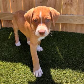 Allie -  Hound Dog for Adoption in La Grange, Kentucky - Allie | PetCurious