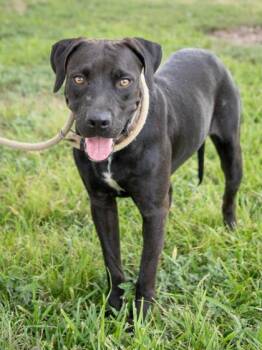 Harmony -  Retriever Dog for Adoption in La Grange, Texas - Harmony | PetCurious