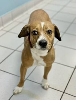 Rescue Beagle and Mixed Breed Dogs for Adoption in Bowling Green, Kentucky - Kysh | PetCurious