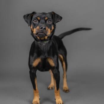 Chorizo -  Miniature Pinscher and Mixed Breed Dog for Adoption in Portland, Oregon - Chorizo | PetCurious
