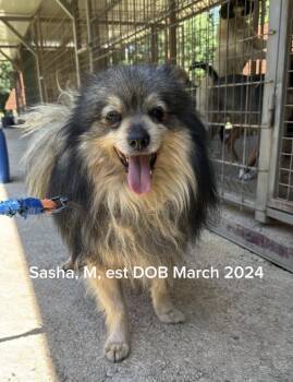 Spitz and Mixed Breed Dogs Available for Adoption in Shrewsbury, Massachusetts - Sasha | PetCurious