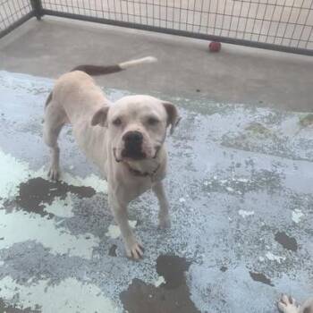 American Bulldog Dogs Available for Adoption in Hearne, Texas - Sidney | PetCurious