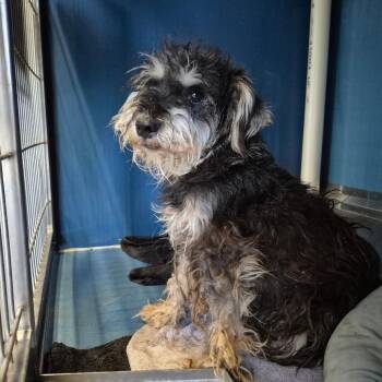 Teri -  Schnauzer and Miniature Schnauzer Dog for Adoption in Yuma, Arizona - Teri | PetCurious
