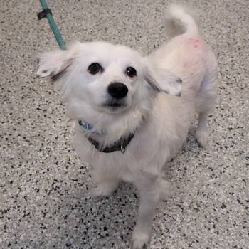 Benson -  Dachshund and Cocker Spaniel Dog for Adoption in Hattiesburg, Mississippi - Benson | PetCurious