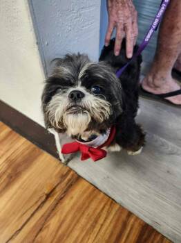 Roberto -  Shih Tzu Dog for Adoption in Mesa, Arizona - Roberto | PetCurious