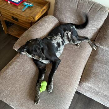 Smoke -  Catahoula Leopard Dog Dog for Adoption in West Palm Beach, Florida - Smoke | PetCurious