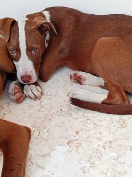 Jill -  Pit Bull Terrier Dog for Adoption in Mobile, Alabama - Jill | PetCurious
