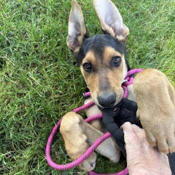 Peter Parker -  Doberman Pinscher Dog for Adoption in Moses Lake, Washington - Peter Parker | PetCurious