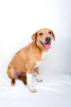 Daily -  Labrador Retriever Dog Available for Adoption in Bixby, Oklahoma - Daily | PetCurious
