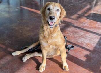 Golden Retriever and Mixed Breed Dogs Available for Adoption in San Antonio, Texas - Meredith | PetCurious