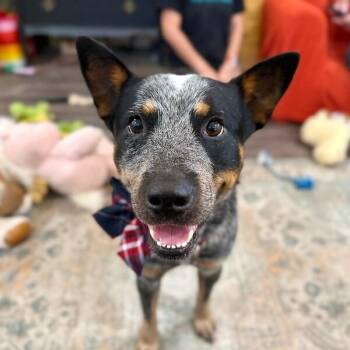 Hercules Heeler Sweetest Lil Guy -  Australian Cattle Dog Blue Heeler and Terrier Dog for Adoption in Friendswood, Texas - Hercules Heeler Sweetest Lil Guy | PetCurious