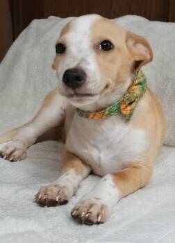 BENNIE -  Dachshund and Terrier Dog for Adoption - BENNIE | PetCurious