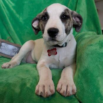 Great Pyrenees and Great Dane Dogs Available for Adoption - Dill  | PetCurious