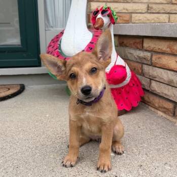 Maple Syrup -  Australian Cattle Dog Blue Heeler Dog for Adoption in Martinsville, Indiana - Maple Syrup | PetCurious