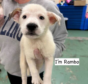Rescue Mixed Breed Dogs for Adoption in Gilberts, Illinois - RAMBO | PetCurious
