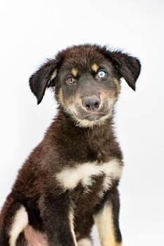 Grizzly -  Siberian Husky and Mixed Breed Dog Available for Adoption in Morton Grove, Illinois - Grizzly | PetCurious