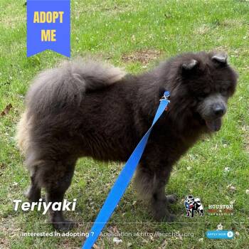 Rescue Chow Chow Dogs for Adoption in Houston, Texas - Teriyaki | PetCurious