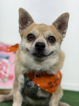 Tom-One of our Amazing Rescue Dogs -  Corgi and Chihuahua Dog for Adoption in Carlsbad, California - Tom-One Of Our Amazing Rescue Dogs | PetCurious