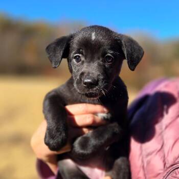 CT Bumblee Bat avail Oct 31 -  Australian Cattle Dog Blue Heeler and Labrador Retriever Dog for Adoption in Stormville, New York - CT Bumblee Bat Avail Oct 31 | PetCurious