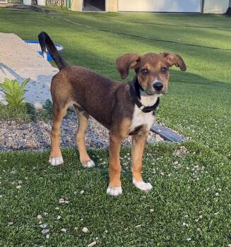 Labrador Retriever Dogs Available for Adoption in Kutztown, Pennsylvania - Brownie | PetCurious