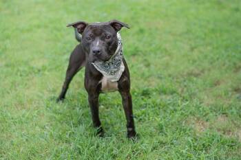 Rescue American Staffordshire Terrier Dogs for Adoption in York, South Carolina - CHEESEBURGER | PetCurious