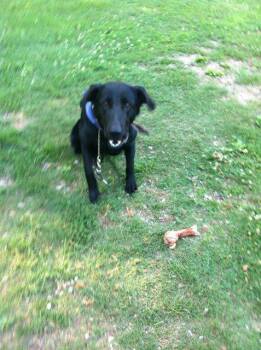 Labrador Retriever Dogs Available for Adoption in Jemison, Alabama - Mia | PetCurious