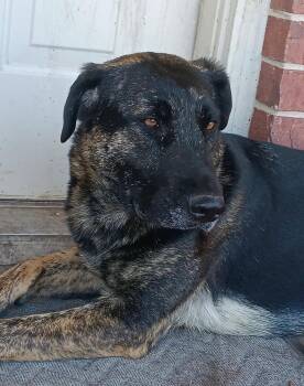 Mantis -  German Shepherd Dog and Dutch Shepherd Dog for Adoption in Colleyville, Texas - Mantis | PetCurious