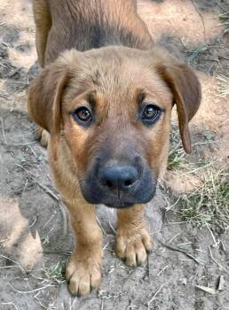 Labrador Retriever Dogs Available for Adoption in Carmel Hamlet, New York - Britta | PetCurious
