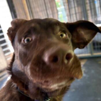 Shepherd and Chocolate Labrador Retriever Dogs Available for Adoption in Zanesville, Ohio - Chomper | PetCurious