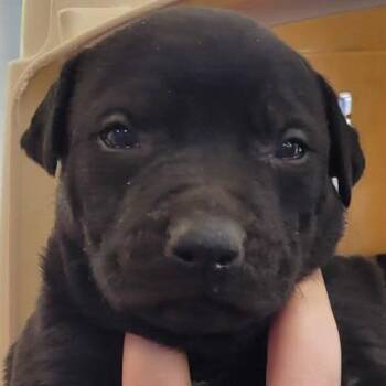 Retriever Dogs Available for Adoption in Montgomery, Alabama - Bumblebee | PetCurious