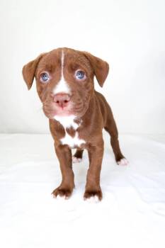 Pit Bull Terrier Dogs Available for Adoption in Bixby, Oklahoma - Jujube | PetCurious
