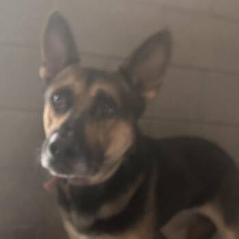 Bon Jovi -  German Shepherd Dog Dog for Adoption in Yuma, Arizona - Bon Jovi | PetCurious