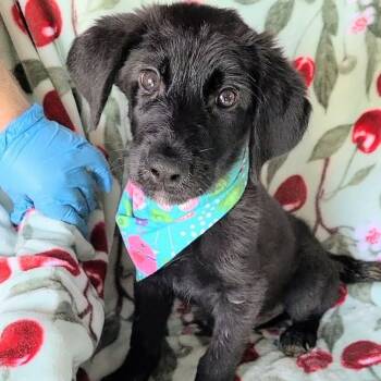 Salem -  Labradoodle and German Shepherd Dog Dog for Adoption in Woolwich, Maine - Salem | PetCurious
