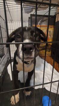 Rescue Great Dane Dogs for Adoption in Conway, South Carolina - Thanos | PetCurious