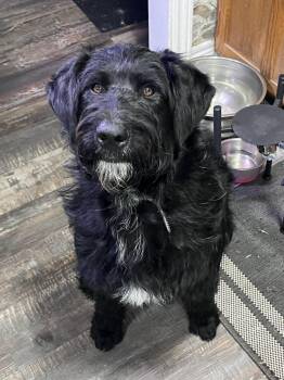 Labradoodle Dogs Available for Adoption in Chatham, Ontario - Tucker | PetCurious
