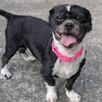 Asher -  Shih Tzu Dog for Adoption in Baltimore, Maryland - Asher | PetCurious