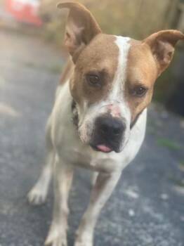 LONNIE -  Mixed Breed Dog for Adoption in Northlake, Illinois - LONNIE | PetCurious