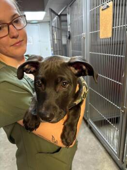 Maximus -  Mixed Breed Dog for Adoption in Pottstown, Pennsylvania - Maximus | PetCurious