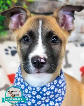 Rescue Shepherd Dogs for Adoption in Kennesaw, Georgia - Conrad | PetCurious