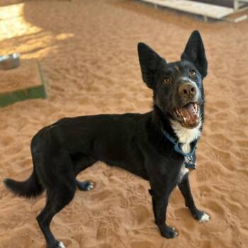 Nikki -  Border Collie and Mixed Breed Dog for Adoption in Kanab, Utah - Nikki | PetCurious