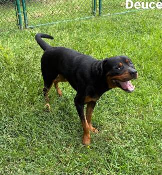 Deuce -  Rottweiler Dog for Adoption in Little Rock, Arkansas - Deuce | PetCurious