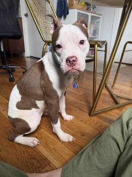 Lexi -  Mixed Breed Dog for Adoption in New York, New York - Lexi | PetCurious