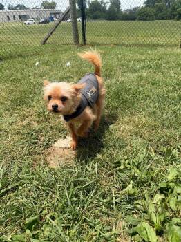 Harvey -  Rat Terrier Dog for Adoption in Gallatin, Tennessee - Harvey | PetCurious