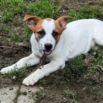 NY Argentina Avail Sep 19 (Dover Day) -  Mixed Breed Dog for Adoption in Stormville, New York - NY Argentina Avail Sep 19 (Dover Day) | PetCurious