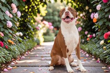 Pit Bull Terrier and Mixed Breed Dogs Available for Adoption in Sebastian, Florida - Roscoe | PetCurious